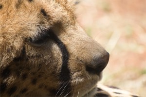 cheetah face 2
