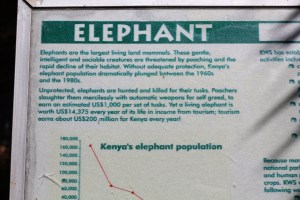 elephant sign