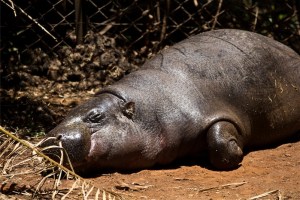 pygmy hippo