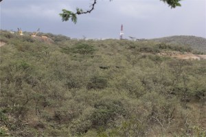 Only here can you find a geothermal plant in a national park.