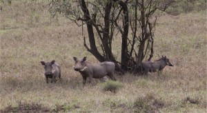 Warthogs. We kept yelling out "You calling me a pig?" Pumba quote.