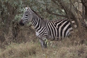 One of the few zebras that we could see up close.