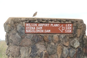 bird on sign