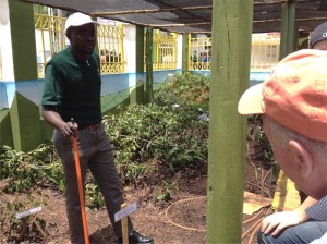 Looking at one of the vege patches