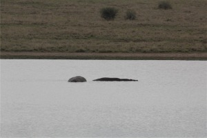 Yes, these are hippos.