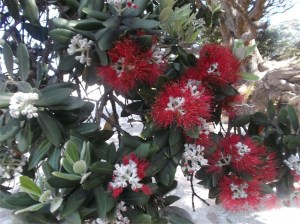 Native plant of New Zealand
