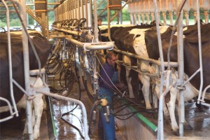Pete milking cows in Cambridge.
