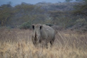 One of the 10 rhinos we saw