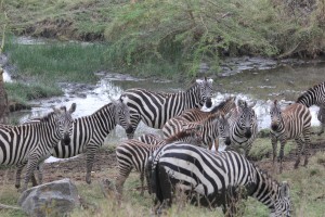 The one part of the park that did have water was invaded by zebras