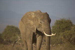 elephant faceon