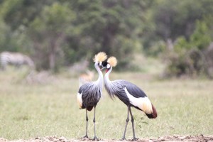 cranes kissing