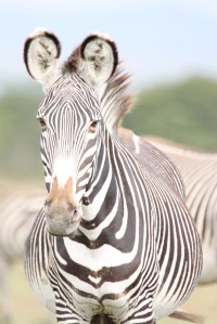 Greys Zebras are endangered