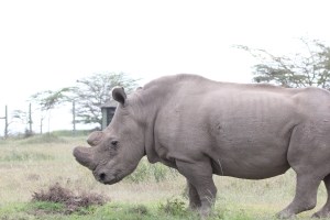 rhino 3