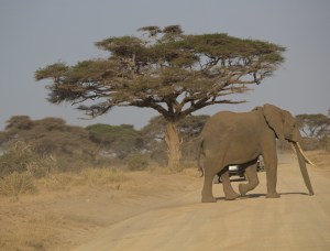 elephant crossing