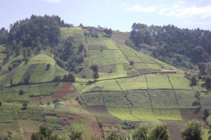 The hills are alive with the view of tea