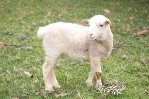 You don't see a lot of wildlife here.