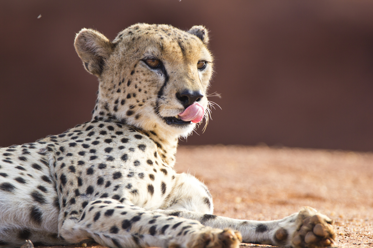 cheetah-licking
