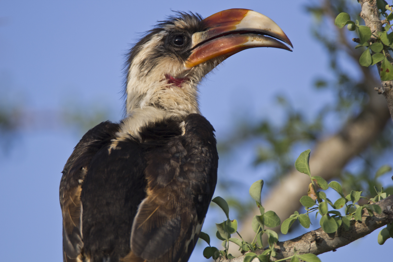 hornbill-staring