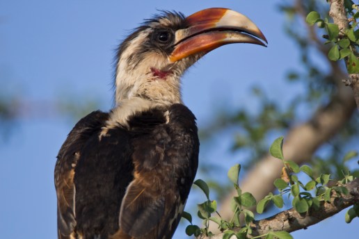 hornbill-staring