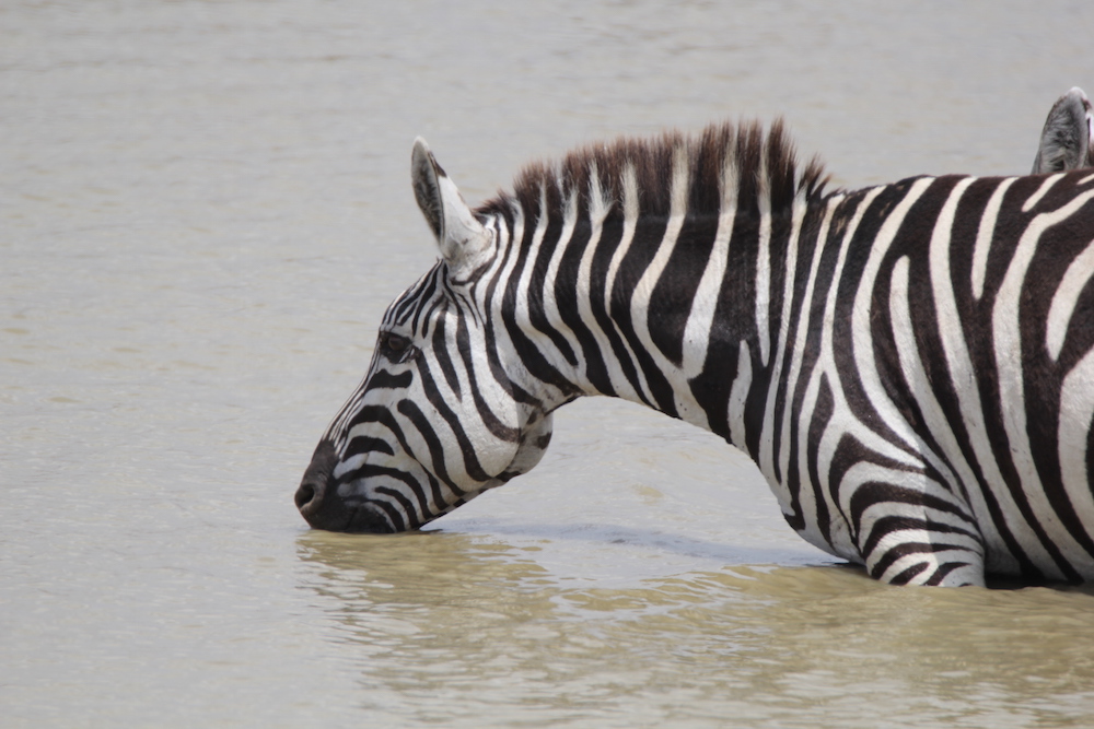 zebra drinking